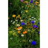 Bienenwiese
