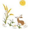 Feldhase Kornfeld