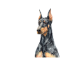 Doberman Dog Dogs Pet Gift