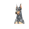 Doberman