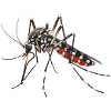 Tiger mosquito