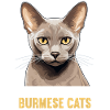 Burmese Cat Burma Katze