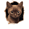 Chat birman Birmanie Katze