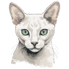 Burmilla Kitten Burmilla Cat