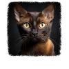 Burmese Cat Burma Katze