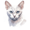 Burmilla Kitten Burmilla Cat