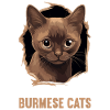 Burmese Cat Burma Katze
