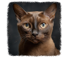 Burmese Cat Burma Katze
