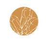 Lineart Geologo Collezionista di Pietre Minerale