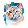 Aquarelle British Shorthair