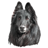 Groenendael Belgian Shepherd