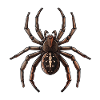 Araignée croisée