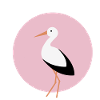 Storch rosa