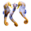 Hippocampe Dansant, Poisson, Naturel