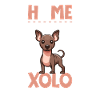 Home - Xoloitzcuintle