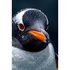Pingouin