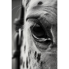 Pferd