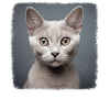 Burmilla Kitten Burmilla Cat