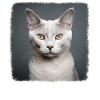 Burmilla Kitten Burmilla Cat