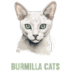 Burmilla Kitten Burmilla Cat