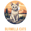 Burmilla Kitten Burmilla Cat