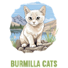 Burmilla Kitten Burmilla Cat