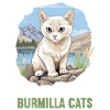 Burmilla Kitten Burmilla Cat
