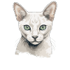 Burmilla Kitten Burmilla Cat