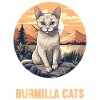 Burmilla Kitten Burmilla Cat