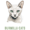 Burmilla Kitten Burmilla Cat