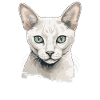 Burmilla Kitten Burmilla Cat