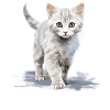 Burmilla Kitten Burmilla Cat
