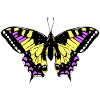 Butterfly Gelb