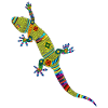 Gecko