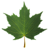 MAPLE LEAF