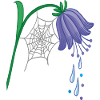 Campanule