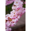 Kirschblüten Rosa