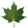 MAPLE LEAF - LADYBUG
