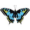 Butterfly Blue