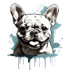 FRANSE BULLDOG