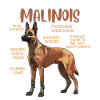 ANATOMIE MEINES MALINOIS Belgischer Schäferhund