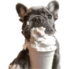 Puppuccino Frenchie