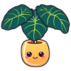 Alocasia