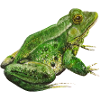 Grenouille Verte