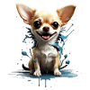 DOG CHIHUAHUA