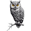 Owl on branch