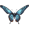 Elegant butterfly in blue