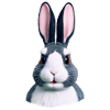 Rabbit - Not only at Easter