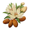 Amandes et fleurs d’amandier