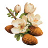 Amandes et fleurs d’amandier